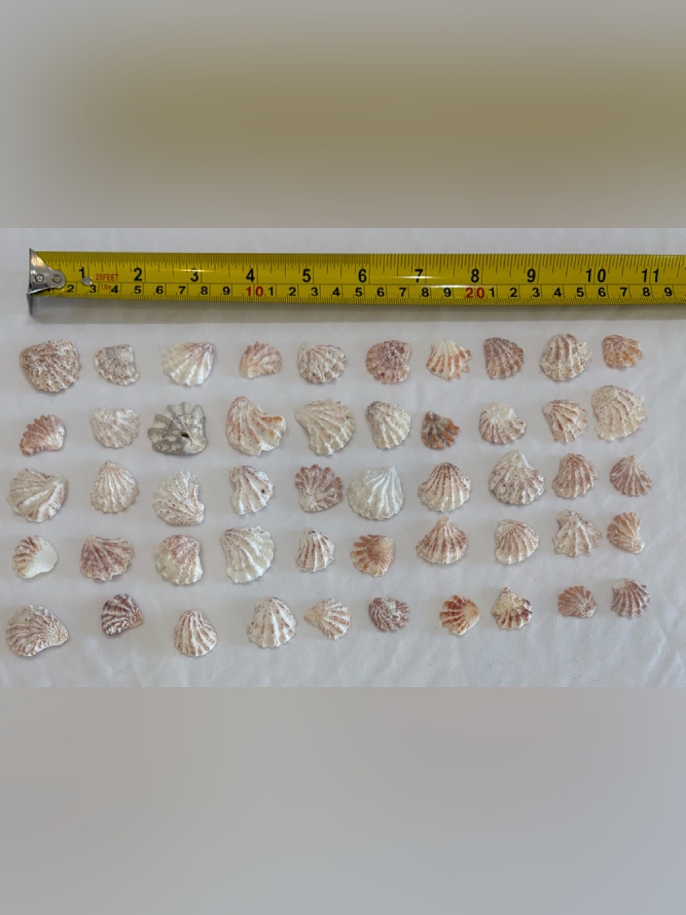 50 - KITTENPAW KITTY PAW FLORIDA ATLANTIC KITTEN PAW SEASHELLS LOT 50